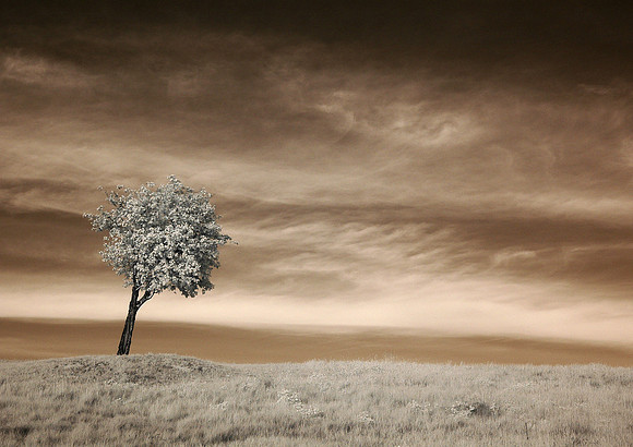 Leaning Tree